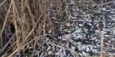 Uluabat Deresi’nde binlerce balık ölü bulundu