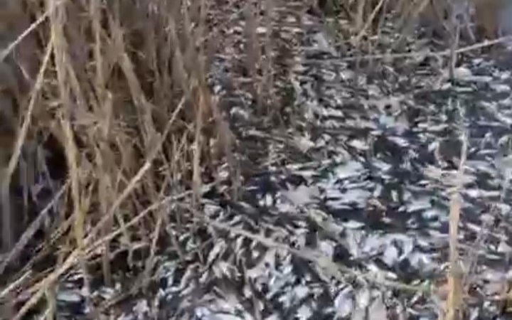 Uluabat Deresi’nde binlerce balık ölü bulundu