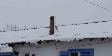 Karla kaplı çatıda mahsur kalan minik köpek kurtarıldı