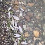 Tekirdağ Malkara’da barajda balık ölümleri tedirgin etti