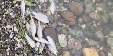 Tekirdağ Malkara’da barajda balık ölümleri tedirgin etti