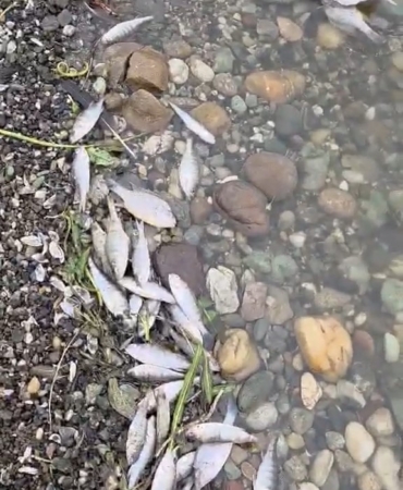 Tekirdağ Malkara’da barajda balık ölümleri tedirgin etti