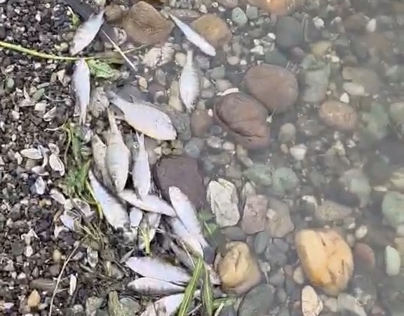 Tekirdağ Malkara’da barajda balık ölümleri tedirgin etti