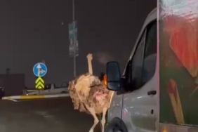 Deve kuşu, trafiği alt üst etti