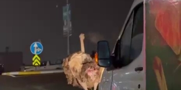 Deve kuşu, trafiği alt üst etti