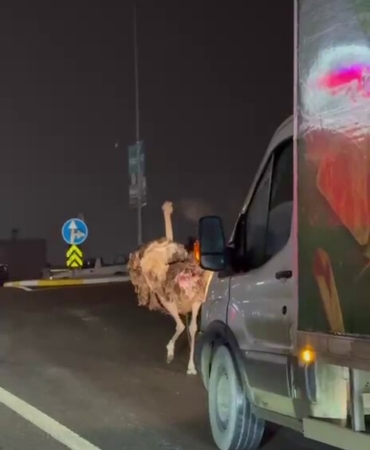 Deve kuşu, trafiği alt üst etti