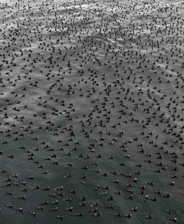İstanbul’da dondurucu soğuk binlerce kuşu denizde bir araya getirdi