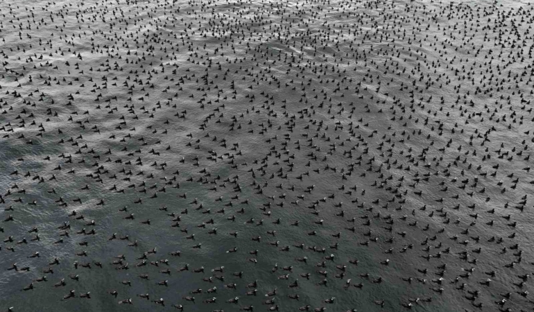 İstanbul’da dondurucu soğuk binlerce kuşu denizde bir araya getirdi