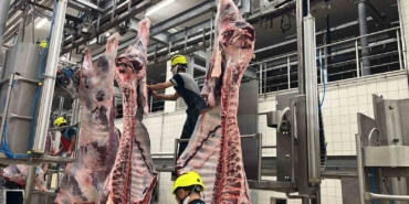 Büyükşehir mezbahasında 6 bin 29 kesim yapıldı