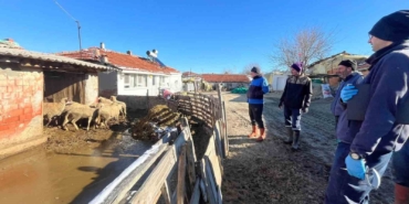 Aşı sırasında yeni doğan kuzu sevindirdi