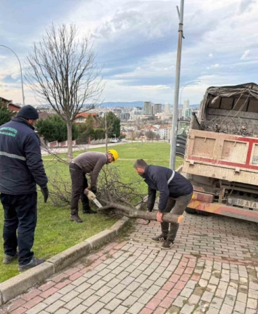 Şiddetli lodosun devirdiği ağaçlara anında müdahale