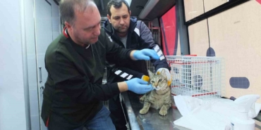 Balıkesir de sokak hayvanlarına ücretsiz tedavi desteği