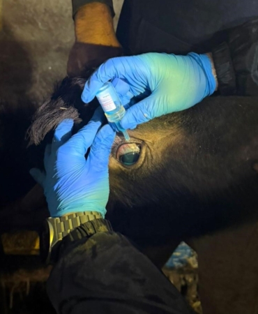 Vize’de büyükbaş hayvanların aşılanması çalışmaları devam ediyor