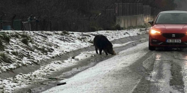 İstanbul’da yaban domuzu yol kenarına indi
