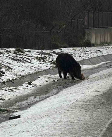 İstanbul’da yaban domuzu yol kenarına indi