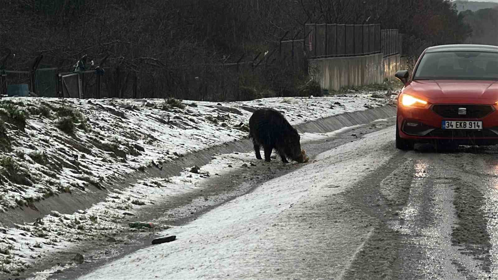 İstanbul’da yaban domuzu yol kenarına indi
