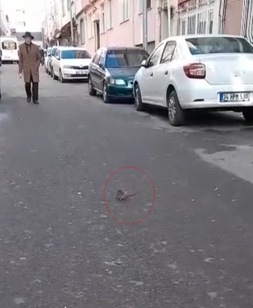 Sokakta fare paniği: Çevreyi kötü kokular sardı
