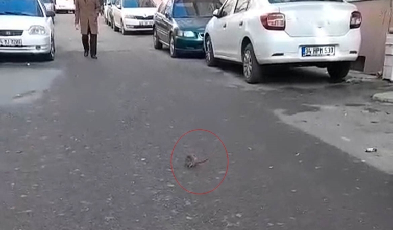 Sokakta fare paniği: Çevreyi kötü kokular sardı