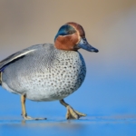 Çanakkale’de kış ortası su kuşu sayımları