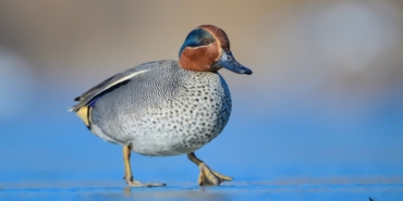 Çanakkale’de kış ortası su kuşu sayımları