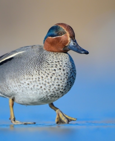 Çanakkale’de kış ortası su kuşu sayımları