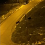 Aç kalan domuzlar şehre indi