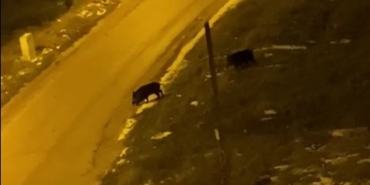 Aç kalan domuzlar şehre indi