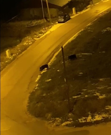 Aç kalan domuzlar şehre indi