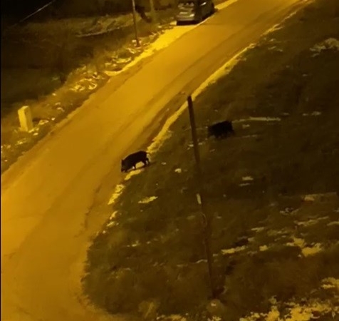 Aç kalan domuzlar şehre indi