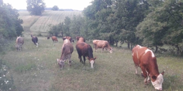 Bilecik’te şap alarmı: Hayvan giriş-çıkışları yasaklandı