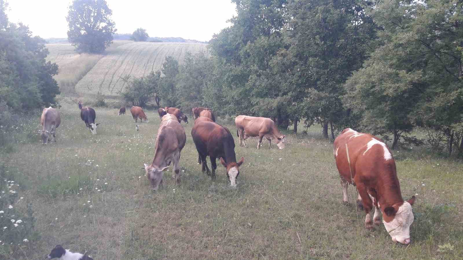 Bilecik’te şap alarmı: Hayvan giriş-çıkışları yasaklandı