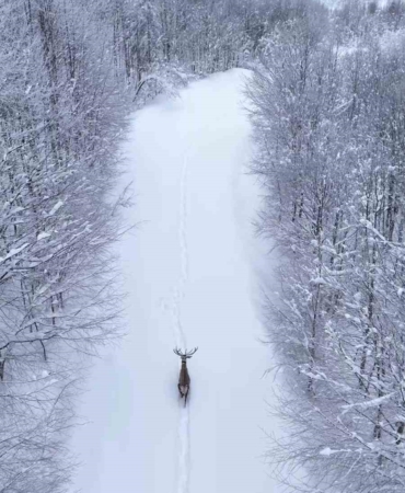 Karların arasında süzülen kızıl geyik havadan görüntülendi