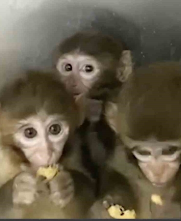 Bursa’da 3 makak maymunu koruma altına alındı