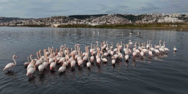 İzmit Körfezi’ne flamingo akını, sayıları katlandı