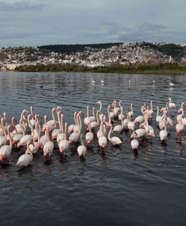 İzmit Körfezi’ne flamingo akını, sayıları katlandı