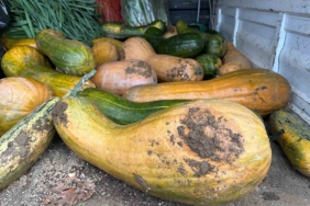 Osmangazi’de 30 kilogramlık Kıbrıs bal kabağı yetiştirildi