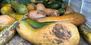 Osmangazi’de 30 kilogramlık Kıbrıs bal kabağı yetiştirildi