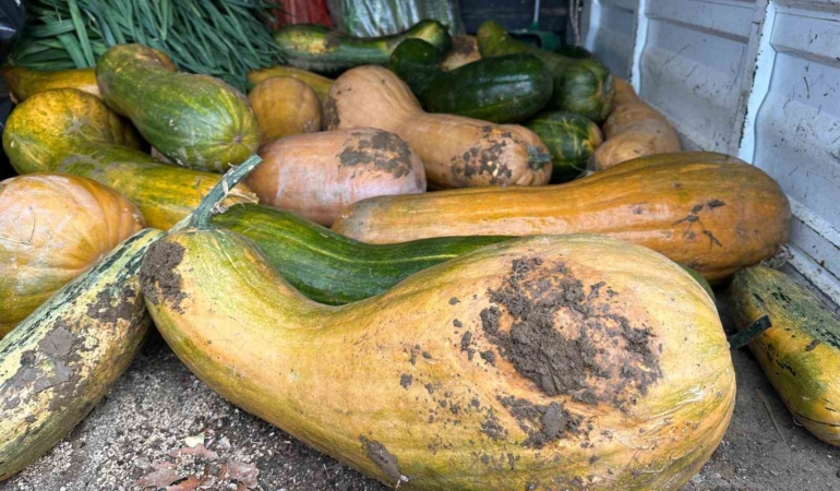 Osmangazi’de 30 kilogramlık Kıbrıs bal kabağı yetiştirildi