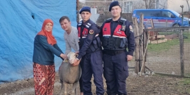 Çanakkale’de kaybolan 24 küçükbaş hayvan jandarma tarafından bulundu