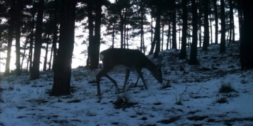Tekirdağ’da Ganos Dağı’nda yaban hayatı fotokapana yansıdı