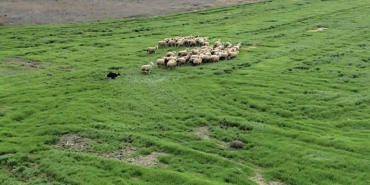 Kangal ve akbaştan sonra çobanlara hareketli ve heyecanlı yeni bir yardımcı geliyor
