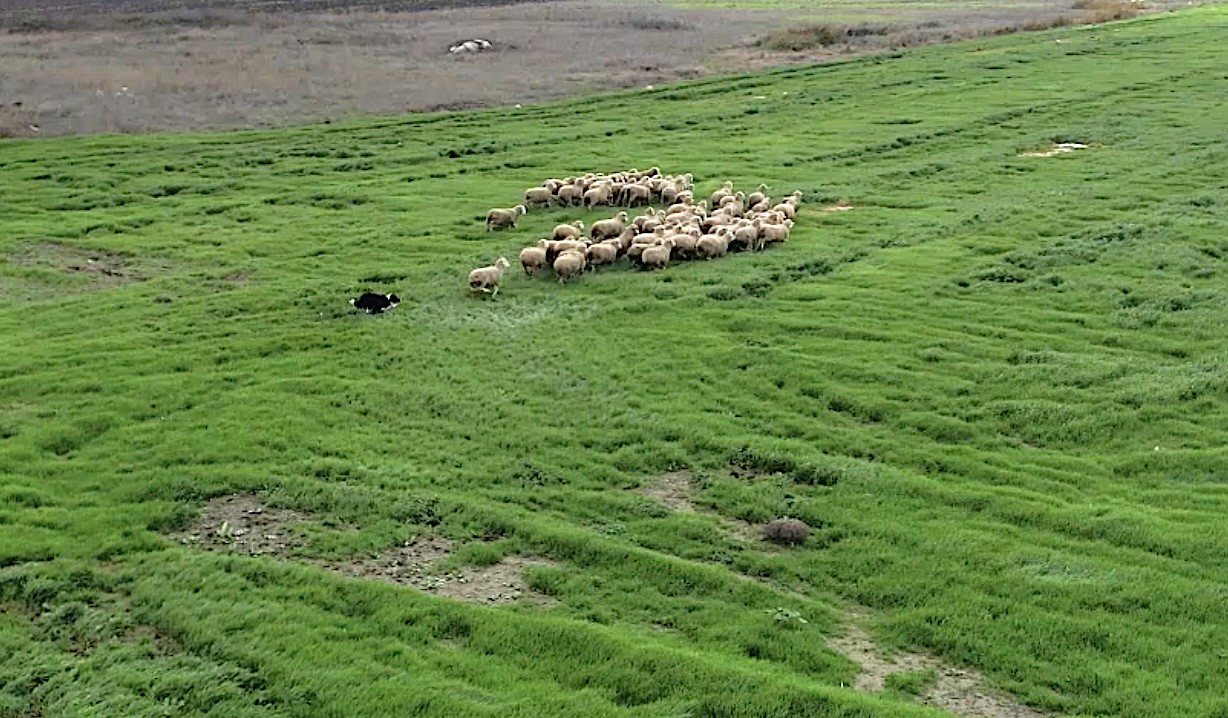 Kangal ve akbaştan sonra çobanlara hareketli ve heyecanlı yeni bir yardımcı geliyor