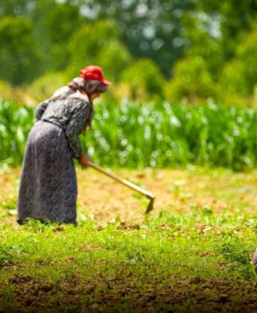 Kooperatif ve birliklere yüzde 75 hibeli tarımsal destek