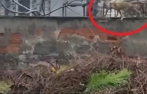 Sokak aralarında gezen tilki dikkat çekti