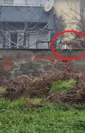 Sokak aralarında gezen tilki dikkat çekti