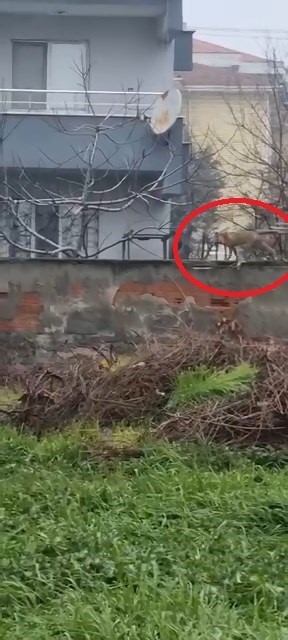 Sokak aralarında gezen tilki dikkat çekti