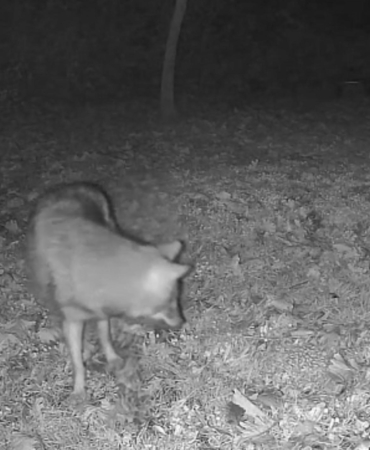 Terkos Gölü kıyısında gece sürprizi: Karavan kampçısının kamerasına kurt yansıdı