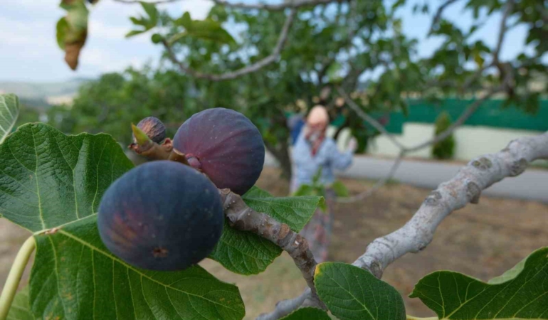 Kraliçe incirinin ihracatında kilogram başına 1 dolarlık değer artışı oldu