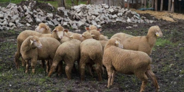 Balıkesir çiftçisine yüzde 100 hibeli damızlık desteği