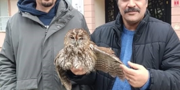 Burhaniye de soğuk hava yaban hayvanlarını da olumsuz etkiledi